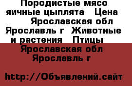 Породистые мясо-яичные цыплята › Цена ­ 100 - Ярославская обл., Ярославль г. Животные и растения » Птицы   . Ярославская обл.,Ярославль г.